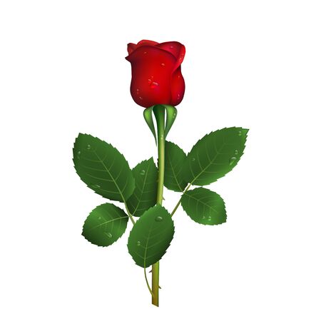 Single beautiful red rose with thorns and drops of water isolated on white background.のイラスト素材