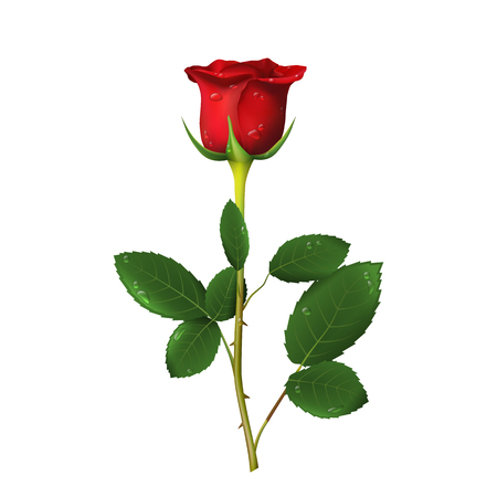 Single beautiful red rose with thorns and drops of water isolated on white background. Vector illustrationのイラスト素材