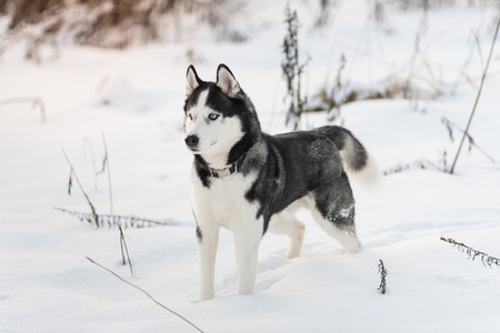 Siberian Husky dog black and white colour with blue eyes in winter on the snow. A pedigreed purebred dogの写真素材