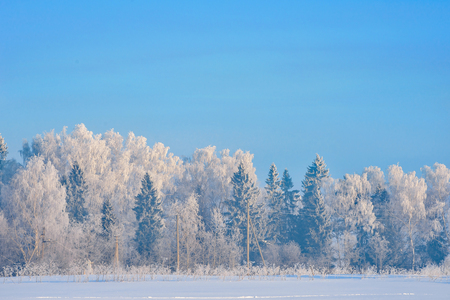 Beautiful winter forest with snow covered trees. Winter background with copy spaceの写真素材