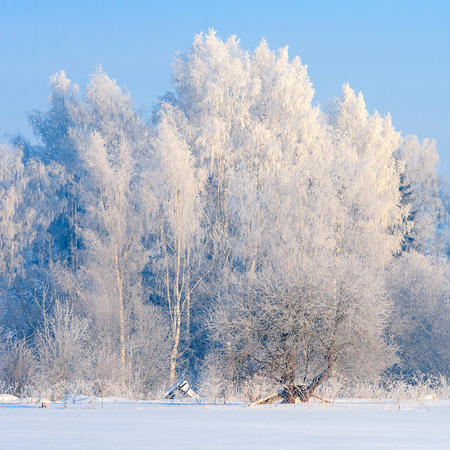 Beautiful winter forest with snow covered trees. Winter backgroundの写真素材