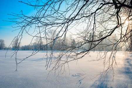 Winter forest with snow covered trees. Winter background. Selective focus on branchesの写真素材