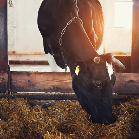 Black and white cows eating hay in cowshed on dairy farm. Agriculture industry, farming and animal husbandryの写真素材