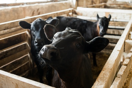 Cute young black calves in cowshed on dairy farm. Agriculture industry, farming and animal husbandryの写真素材