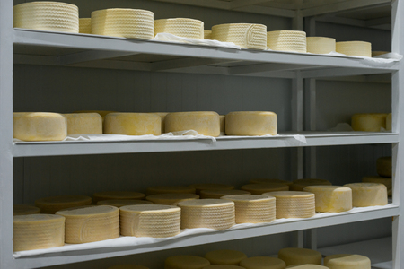 Heads of young cheese on shelves in finished goods warehouse on dairy farm. Cheese manufactureの写真素材
