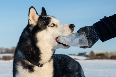 Black and white Siberian Husky with blue eyes. Dog outdoors in winter gnawing iceの写真素材