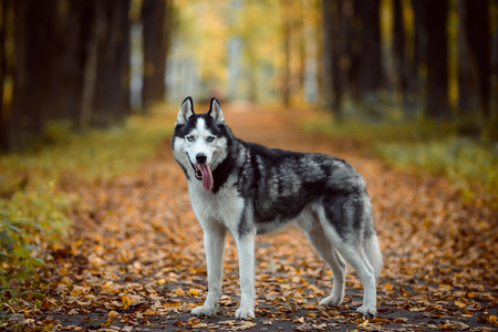 Black and white Siberian Husky with blue eyes. Dog outdoors in autumn parkの写真素材