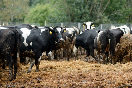 Black and white cows on dairy farm. Agriculture industry, farming and animal husbandryの写真素材