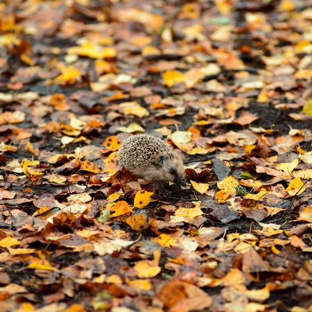 Wild hedgehog in the autumn forest on fallen yellow leavesの写真素材