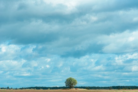 Gloomy cloudy sky over the field. Lonely tree on the horizon. Natural backgroundの写真素材