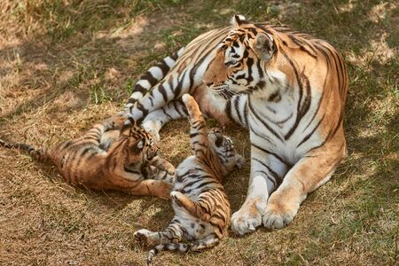 Mom tigress with two babies. Two little playing tiger cubs. Tiger family. Wild animals in natureの写真素材