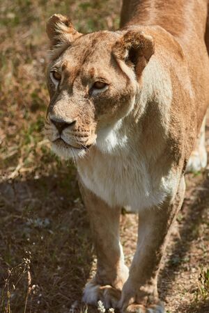 Portrait of adult lioness. Wild animal in the nature habitat.の写真素材