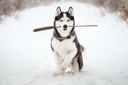 Portrait of Siberian Husky black and white colour with blue eyes outdoors in winter.の写真素材