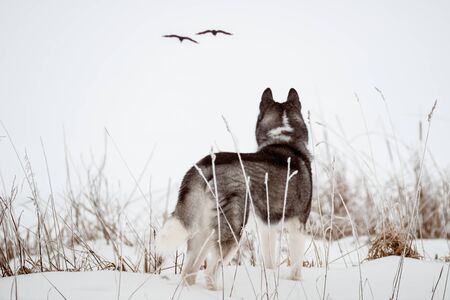 The dog looks at the flying birds. Siberian Husky black and white colour outdoors in winter.