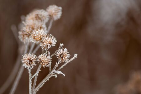 Dry thorny burdock in winter on a blurry background. Thistle, bur, burdock, thorn, Arctium. Winter natural background. Selective focusの写真素材