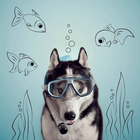 Dog diver with a blue mask and snorkel on a background of drawn aquarium fish. Siberian Husky black and white colour underwaterの写真素材