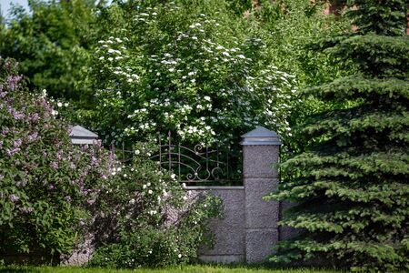 Stone fence and blooming trees. Summer garden . Natural backgroundの写真素材