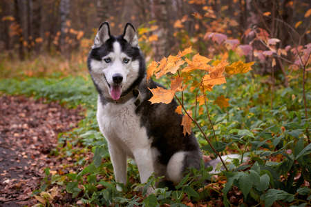Portrait of a dog on autumn background. Siberian Husky black and white colour outdoors in autumn park, tongue out. A pedigreed purebred dogの写真素材