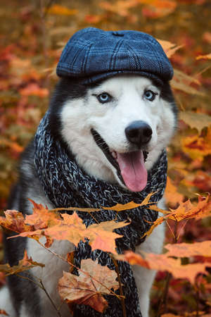 Close-up portrait of a dog in cap and scarf on autumn background. Siberian Husky black and white colour with blue eyes outdoors in autumn park, tongue out. A pedigreed purebred dogの写真素材