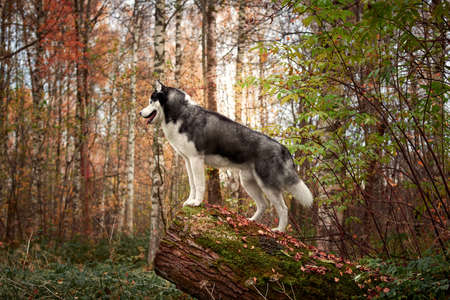 Portrait of a dog on a tree stump. Siberian Husky black and white colour outdoors in autumn park. A pedigreed purebred dogの写真素材