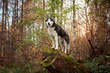 Portrait of a dog on a tree stump. Siberian Husky black and white colour outdoors in autumn park. A pedigreed purebred dogの写真素材