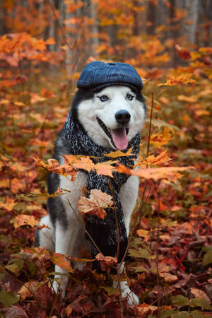 Portrait of a dog in cap and scarf on autumnの写真素材