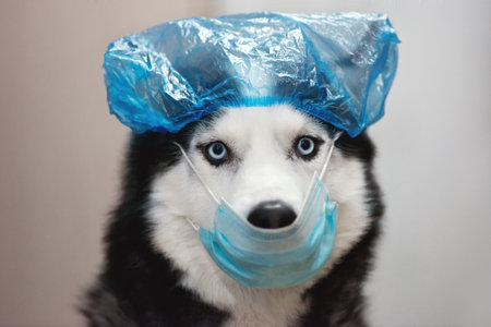 Close-up portrait of a dog wearing a protective medical mask. Healthcare concept. Health, quarantine, virus protection. Siberian Husky dog black and white colour with blue eyesの写真素材