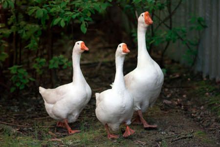 Three domestic white geese on poultry farm. Domestic birds walk in the yard. Goose farmの写真素材