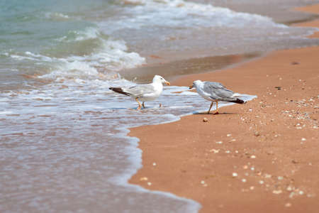 Two gulls on the seashore. Seagulls on the sand beach. Seabirdの写真素材