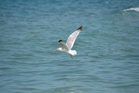 Flying seagull. White gull flies over the blue sea. Seabirdの写真素材