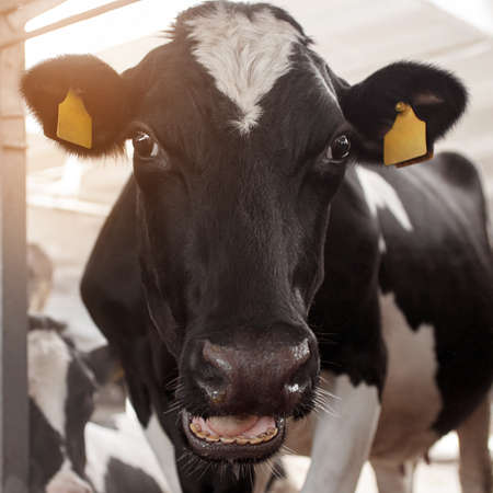 Close-up of a cow. Black and white cow in cowshed on dairy farm. Agriculture industry, animal...