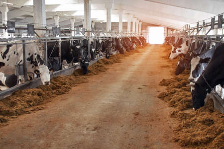 Black and white cows in cowshed on dairy farm. Agriculture industry, animal husbandry