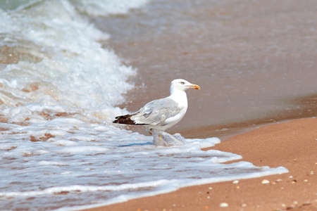 White gull on the seashore. Seagull on the sand beach. Seabirdの写真素材