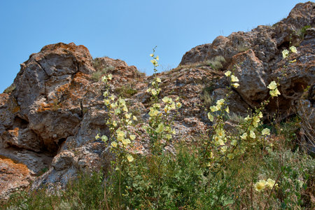 Beautiful yellow flowers on the background of rocky mountains. Alcea rugosa, Malvaceaeの写真素材