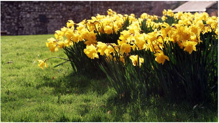 yellow daffodilsの写真素材