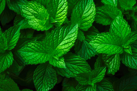 Fresh mint leaves in the garden. Natural background. Close upの素材