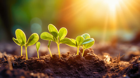 Green seedling illustrating concept of new life and environmental conservation in early spring.の素材