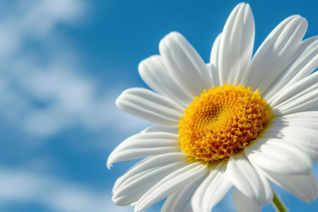 A close-up of a blooming daisy, its white petals pure and pristine.の素材