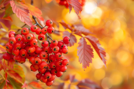 A cluster of red berries on a tree branch. The berries are ripe and ready to be pickedの素材
