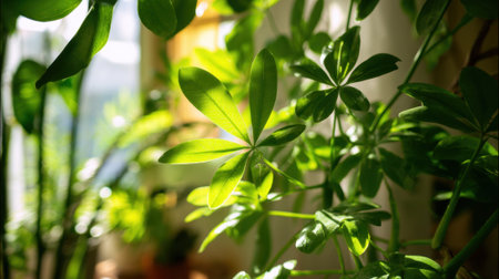 Sunlight streams through a window, illuminating vibrant green leaves in a small indoor garden. A variety of leafy plants create a serene atmosphere, evoking a sense of calm and nature indoors.の素材