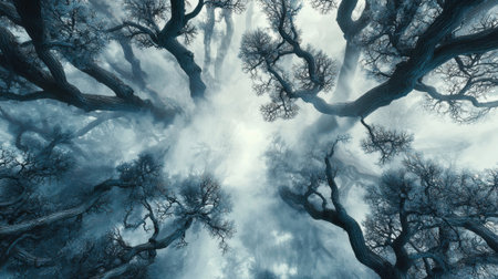 Tall, twisted trees stretch upwards through a layer of dense fog, creating a mystical atmosphere in a quiet forest. The light filters softly through the branches, enhancing the ethereal feeling.の素材