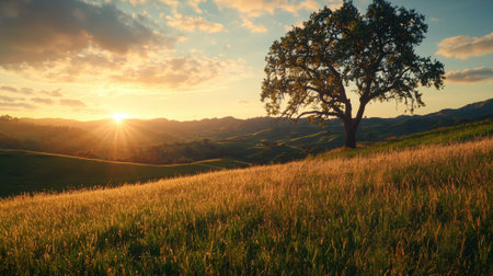A large tree stands in a field of tall grass. The sun is setting, casting a warm glow over the landscape. The scene is peaceful and serene, with the tree providing a sense of stabilityの素材