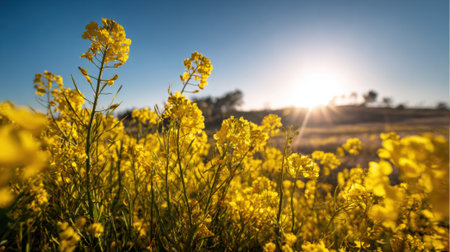Golden yellow flowers stand tall in a field as the sun rises casting warm light over the landscape. The scene captures the beauty of nature in the early morning.の素材