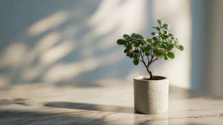 Sunlight filters through highlighting a healthy potted plant on a marble surface creating soft shadows.の素材