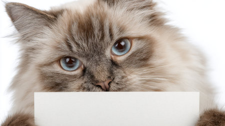 A fluffy brown and white cat with striking blue eyes rests its head on a blank card. The cat appears calm and curious posing against a white backdrop inviting attention.の素材