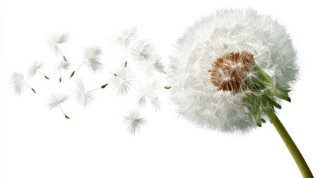 A white flower with a brown center is surrounded by a cloud of white petals. Concept of freedom and lightness, as the petals seem to be floating in the air. The flower's delicate appearanceの素材