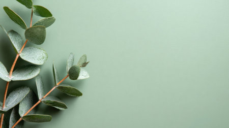 Fresh eucalyptus leaves rest against a soft green background, showcasing their unique shapes and textures, adding a calming touch to any setting.の素材