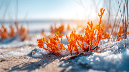 Bright orange seaweed grows among snow on a sandy beach during a clear winter day. Soft sunlight illuminates the scene, enhancing the warm colors against the cold surroundings.の素材