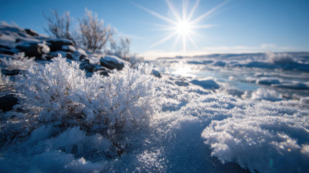 Brilliant winter sun shines over a frosty landscape, illuminating icy plants and sparkling snow. The serene scene captures the beauty of nature in a cold environment.の素材