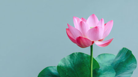 A vibrant pink lotus flower stands tall above its green leaves. The petals are smooth and delicate, showing nature's beauty in a serene setting.の素材